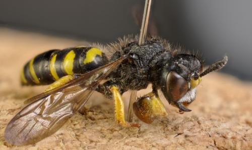Crabro peltatus